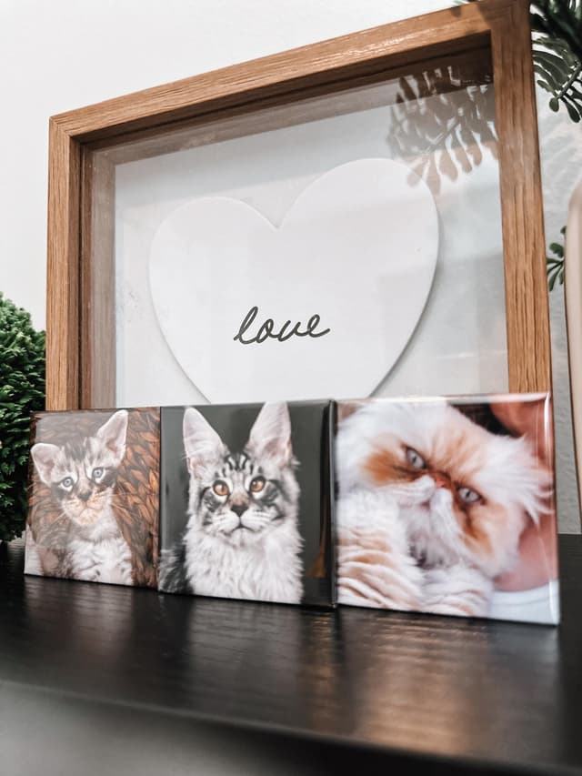 Pet photo magnets displayed on a shelf