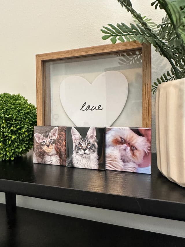 Pet magnets on a shelf
